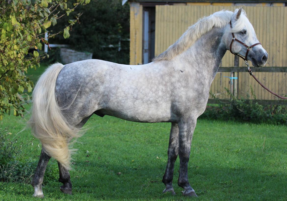 Connemara BELL PRINCE - 1. Klasse Avls Hingst ''Prins'' billede 29