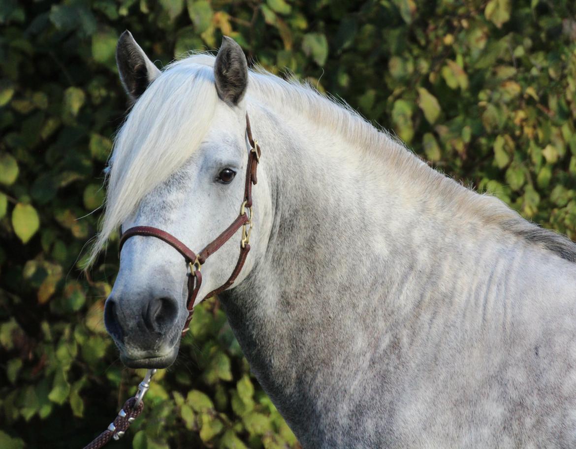 Connemara BELL PRINCE - 1. Klasse Avls Hingst ''Prins'' billede 24