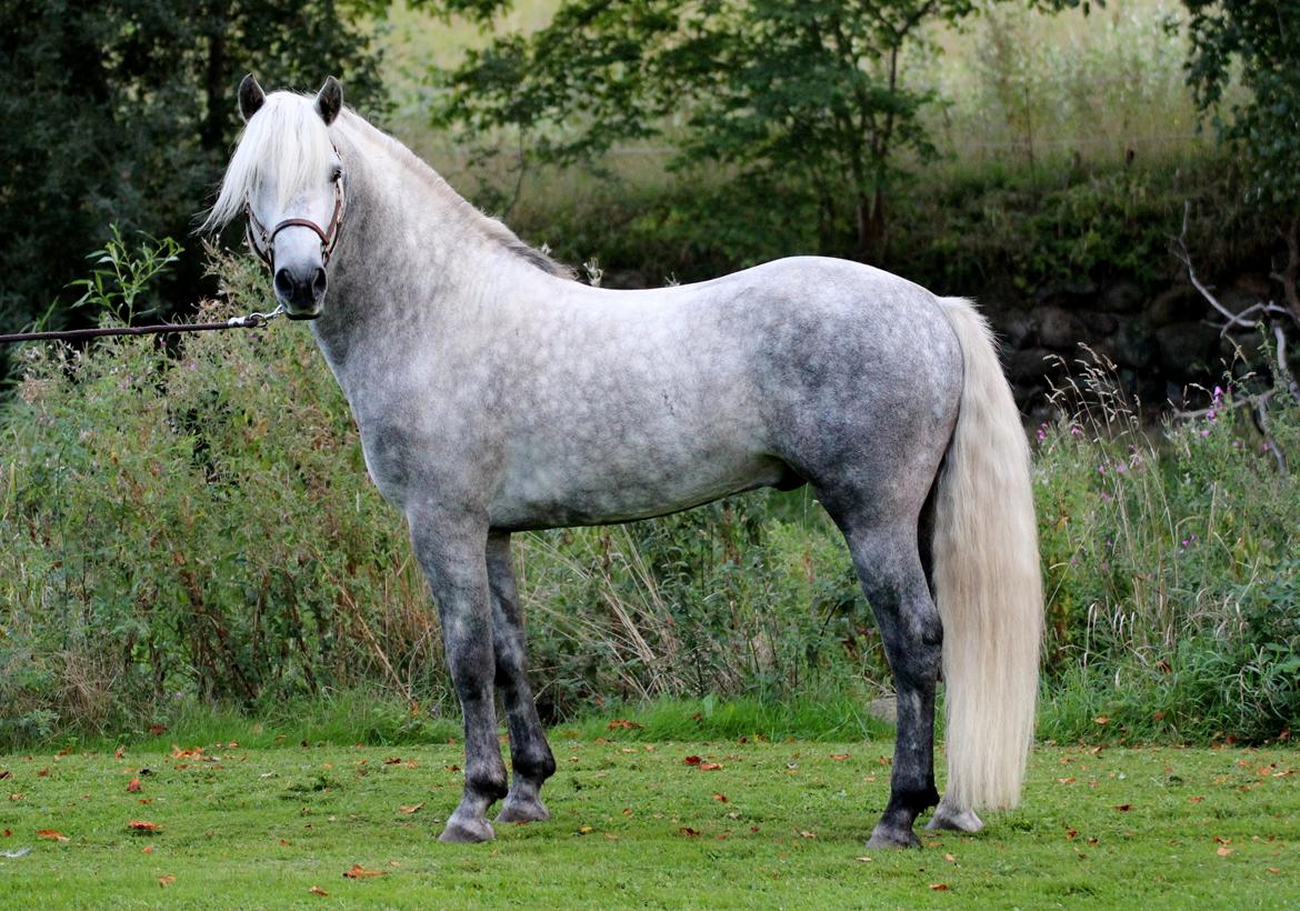 Connemara BELL PRINCE - 1. Klasse Avls Hingst ''Prins'' billede 5
