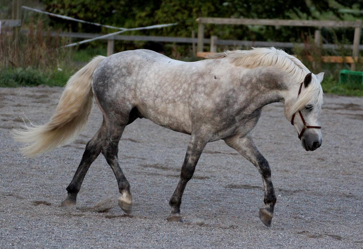 Connemara BELL PRINCE - 1. Klasse Avls Hingst ''Prins'' billede 20