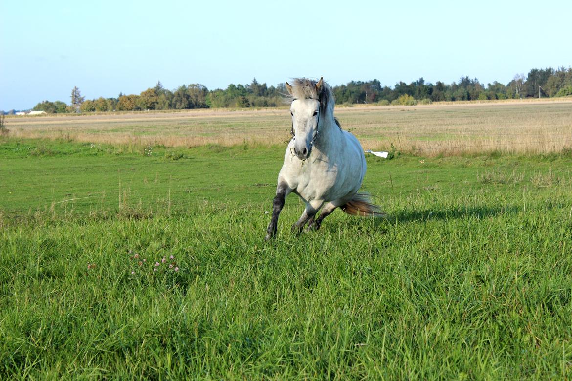Islænder Disa fra Fruerlund - 3 års dag. Billde - mig billede 39