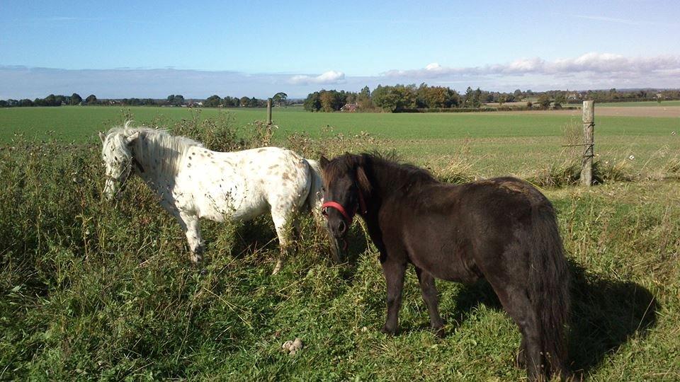 Knabstrupper Makaya billede 2