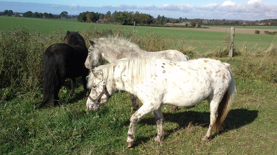 Knabstrupper Makaya billede 3