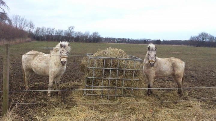 Knabstrupper Makaya - Makaya og Winnie  billede 4