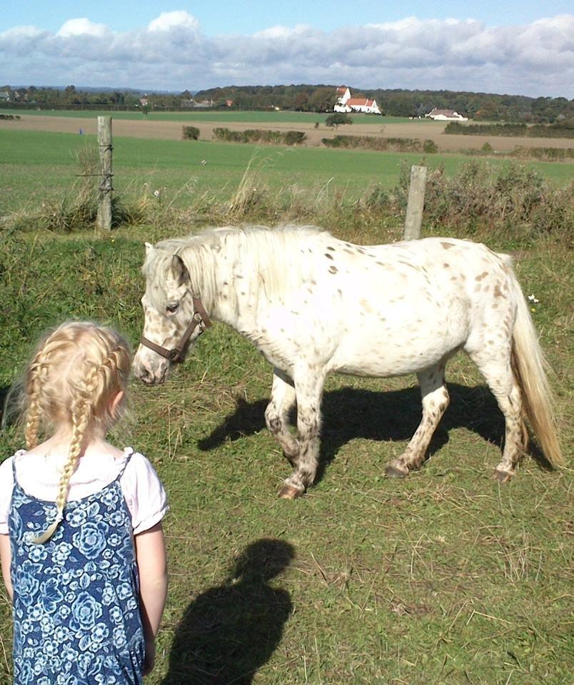 Knabstrupper Makaya - Makaya  billede 5