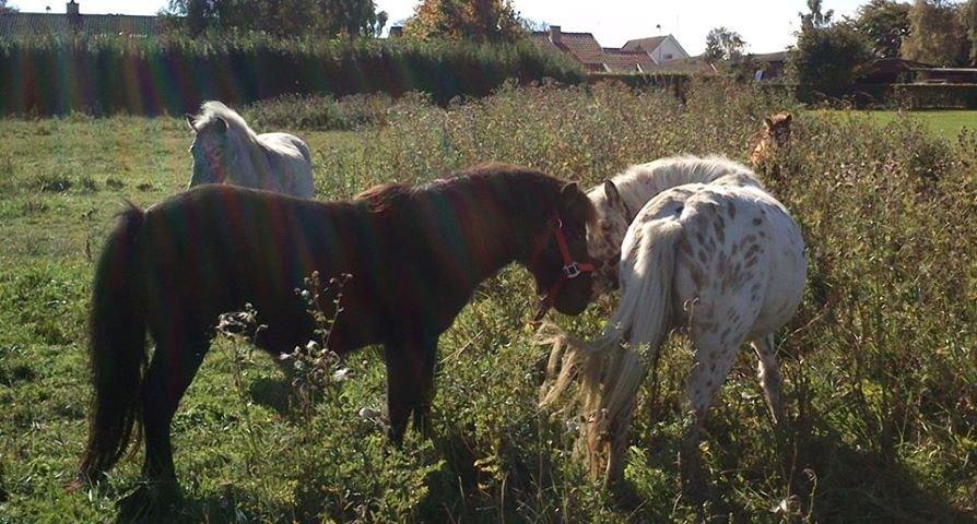 Knabstrupper Makaya - Speedy  og  Makaya  hilser på hinanden  billede 1