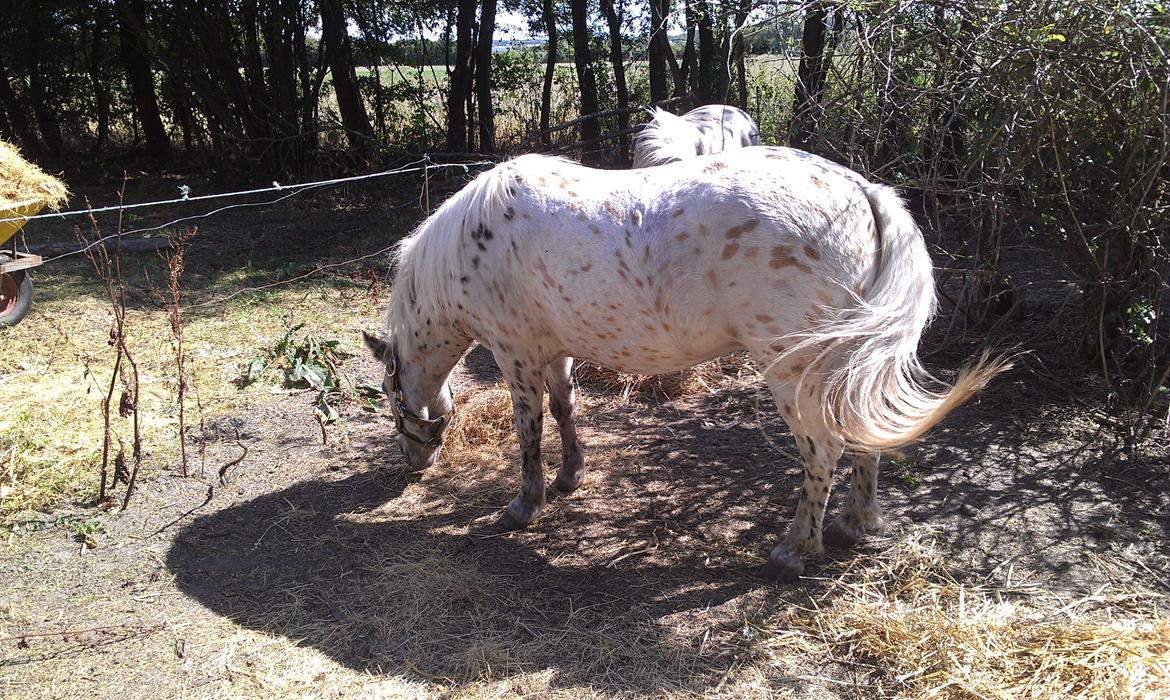 Knabstrupper Makaya billede 6