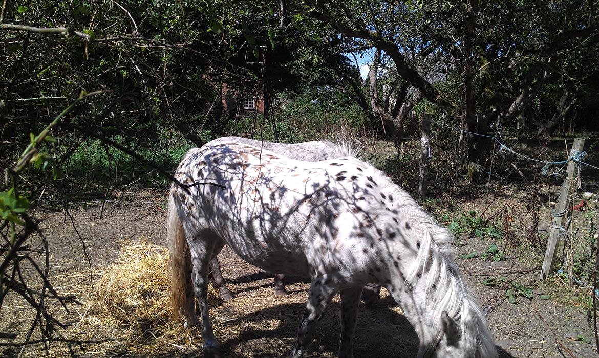 Knabstrupper Makaya billede 8