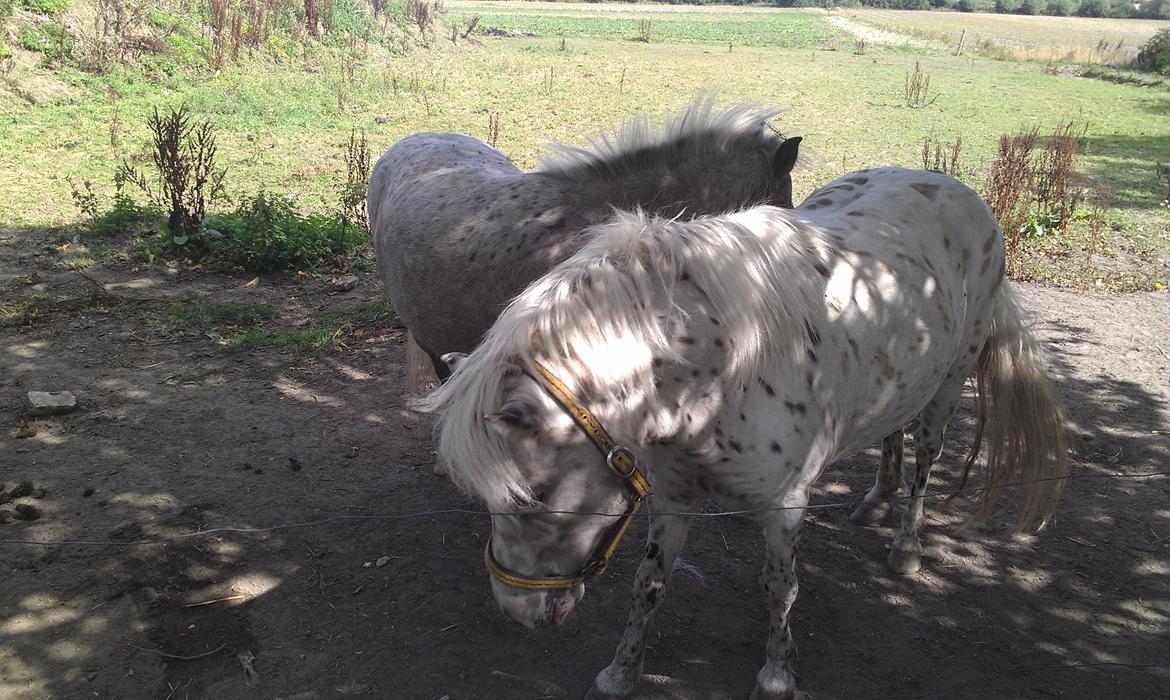 Knabstrupper Makaya billede 9