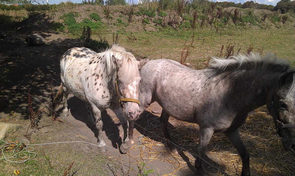 Knabstrupper Makaya billede 10