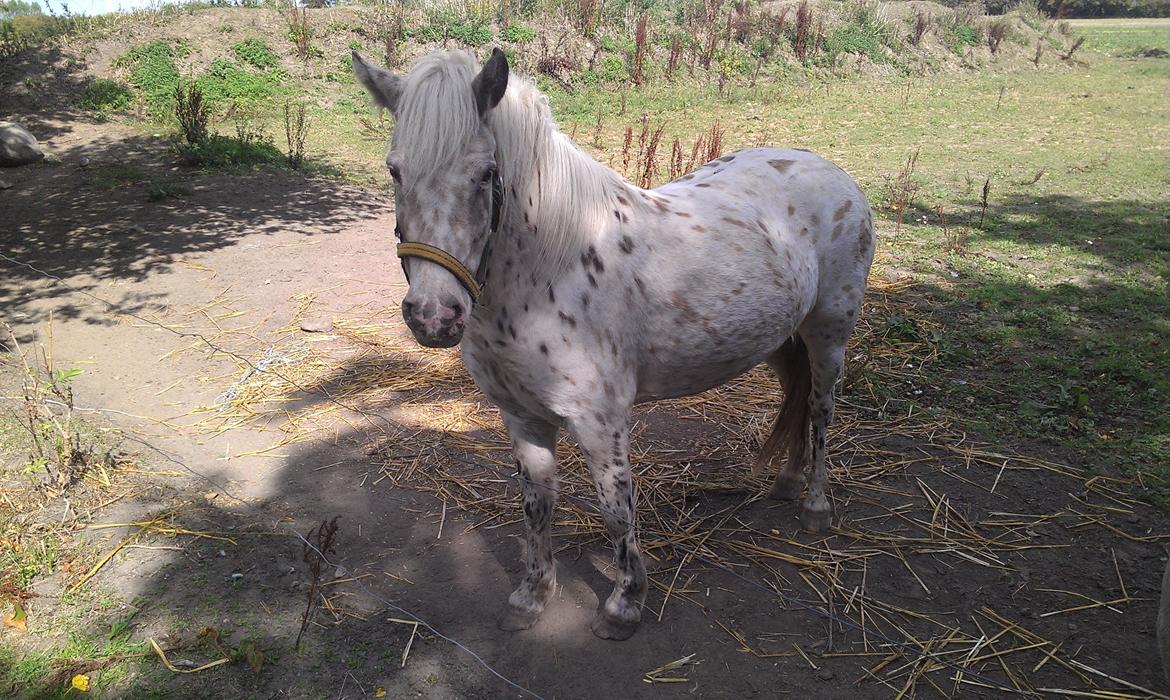 Knabstrupper Makaya billede 11