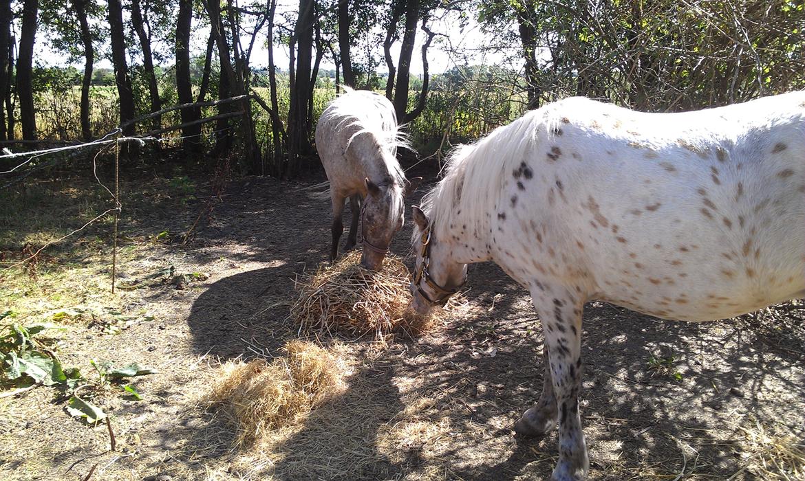 Knabstrupper Makaya billede 7