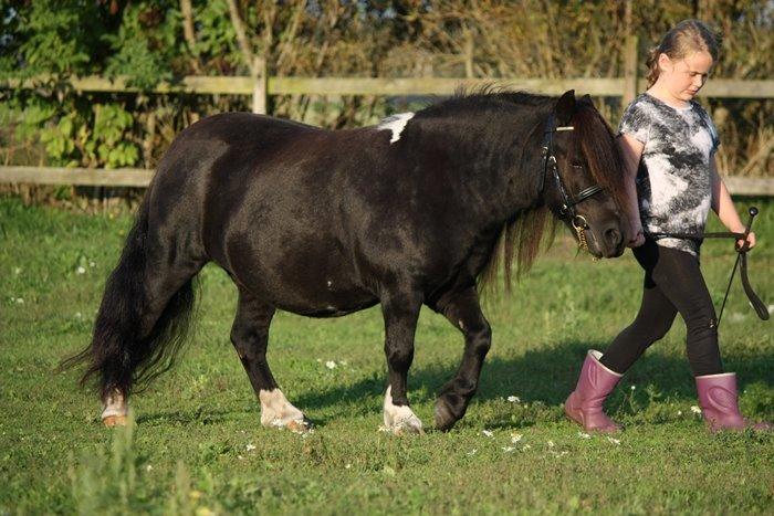 Shetlænder | Daisy v. Ziek billede 5