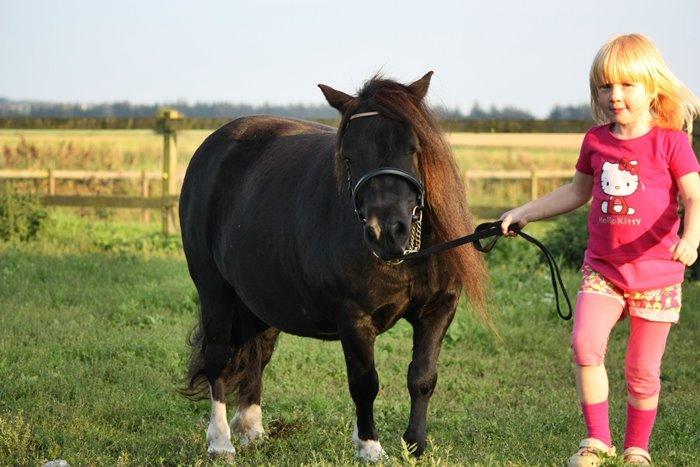 Shetlænder | Daisy v. Ziek billede 8