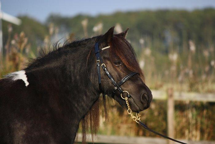 Shetlænder | Daisy v. Ziek billede 6