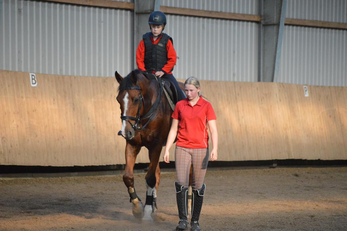 Holstener Contino billede 17