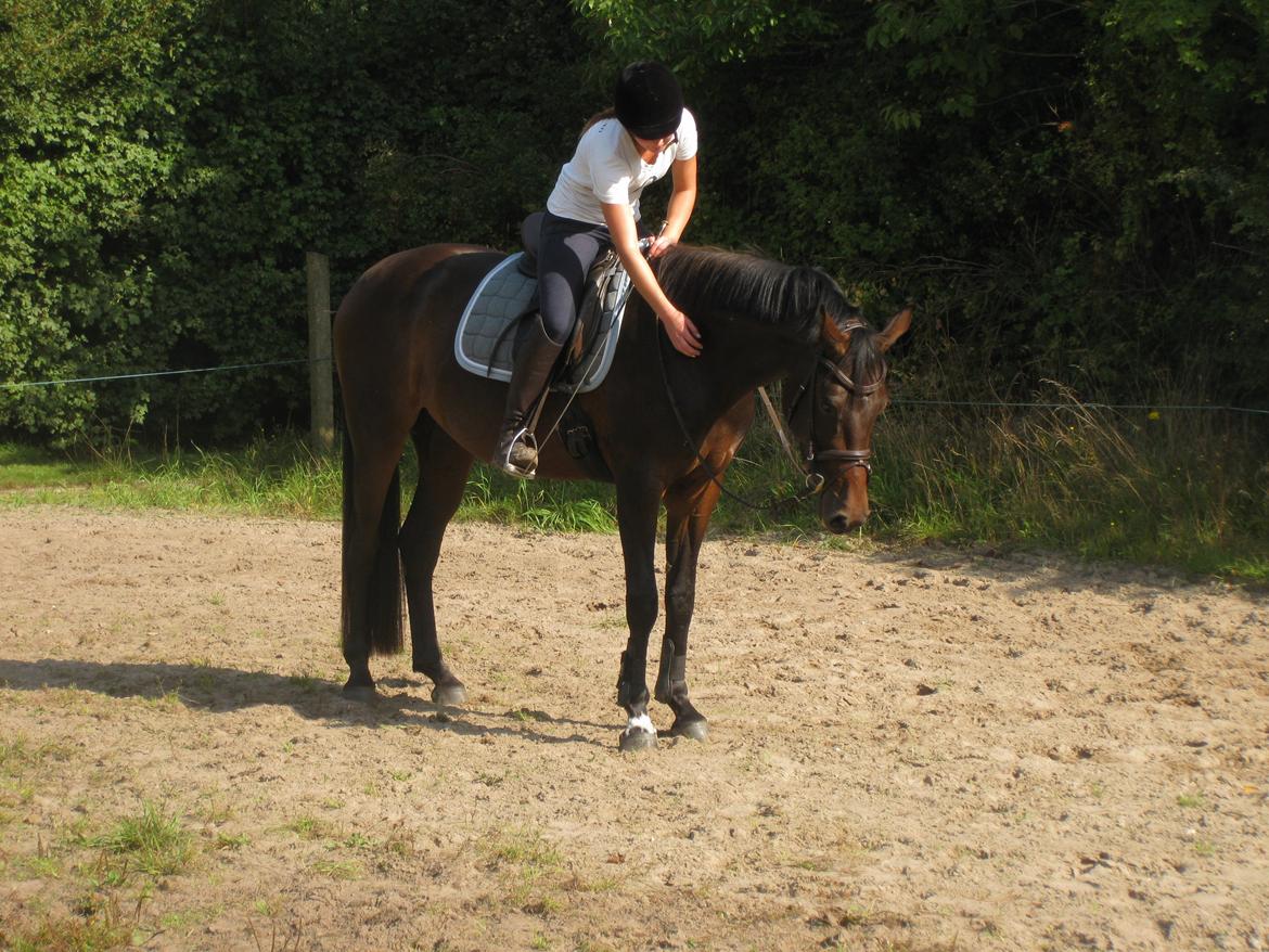 Dansk Varmblod Rangstrupgårdes Dipsy billede 2