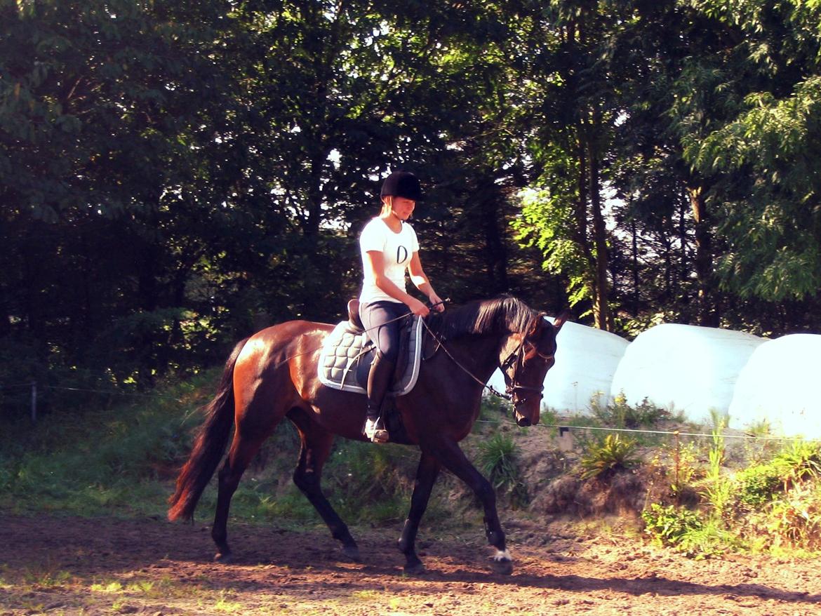 Dansk Varmblod Rangstrupgårdes Dipsy billede 15