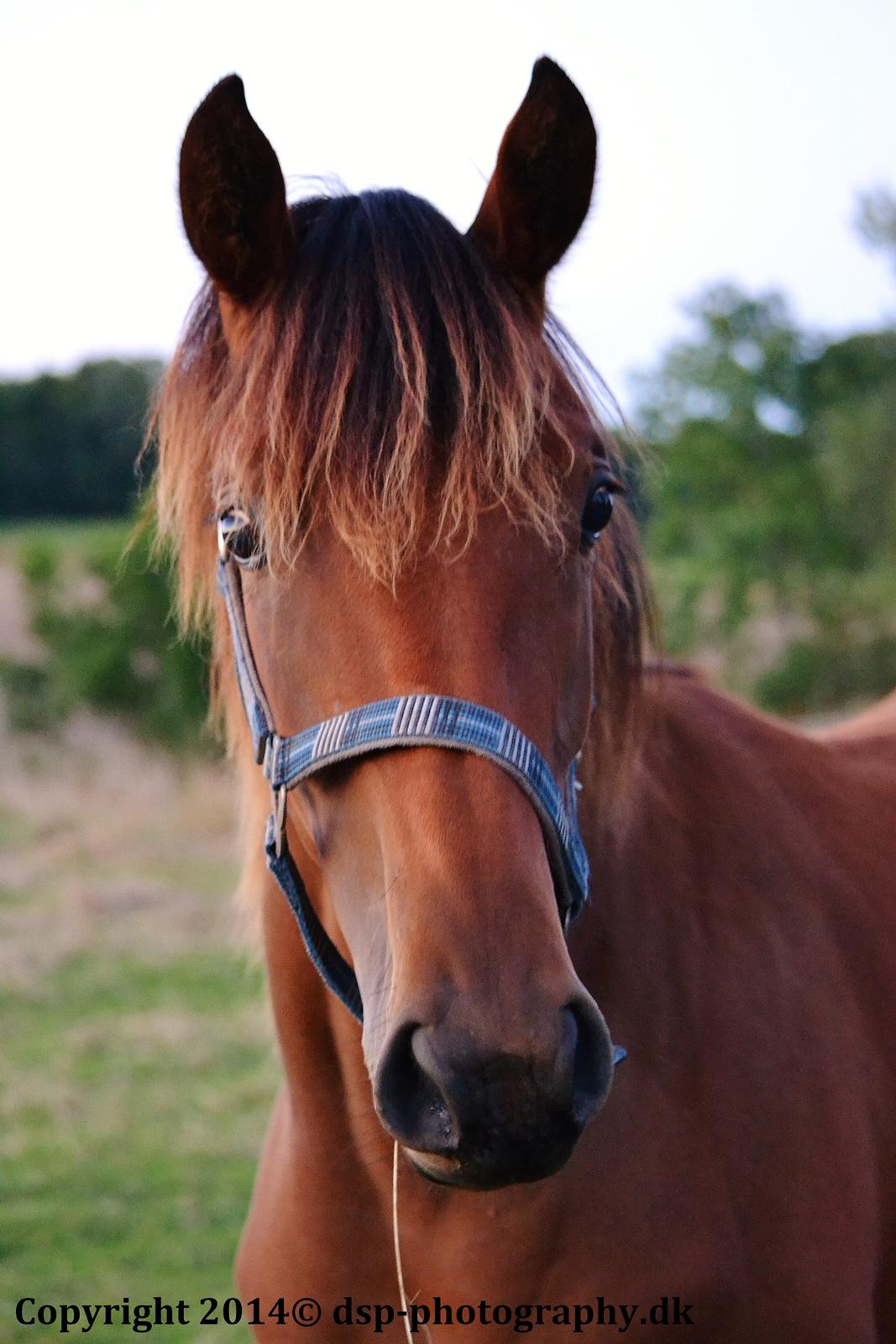 Dansk Varmblod TWINHORS DON'A BALLERINA billede 12