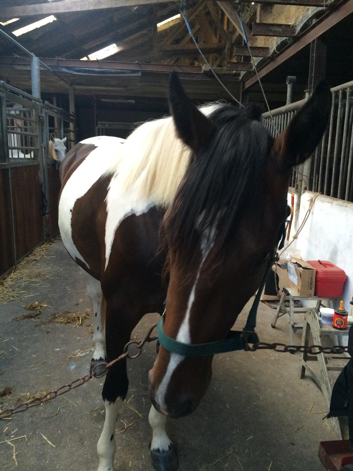 Pinto Randrupmølles jolene  billede 5