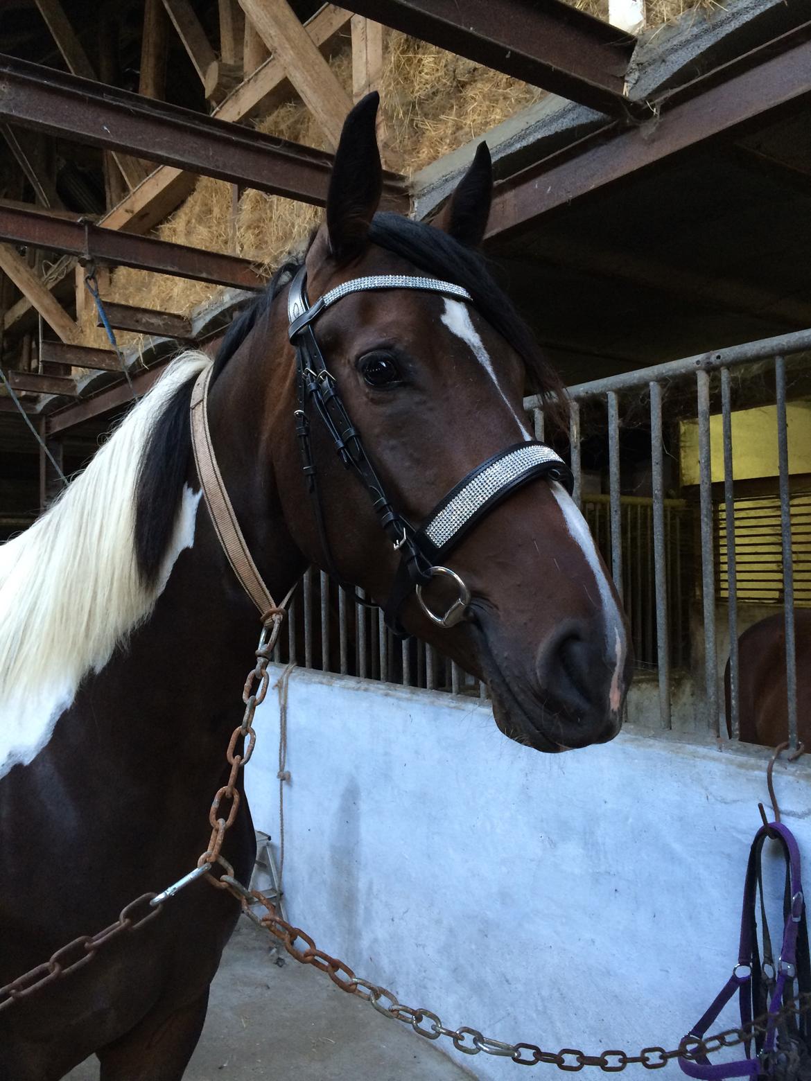 Pinto Randrupmølles jolene  billede 7