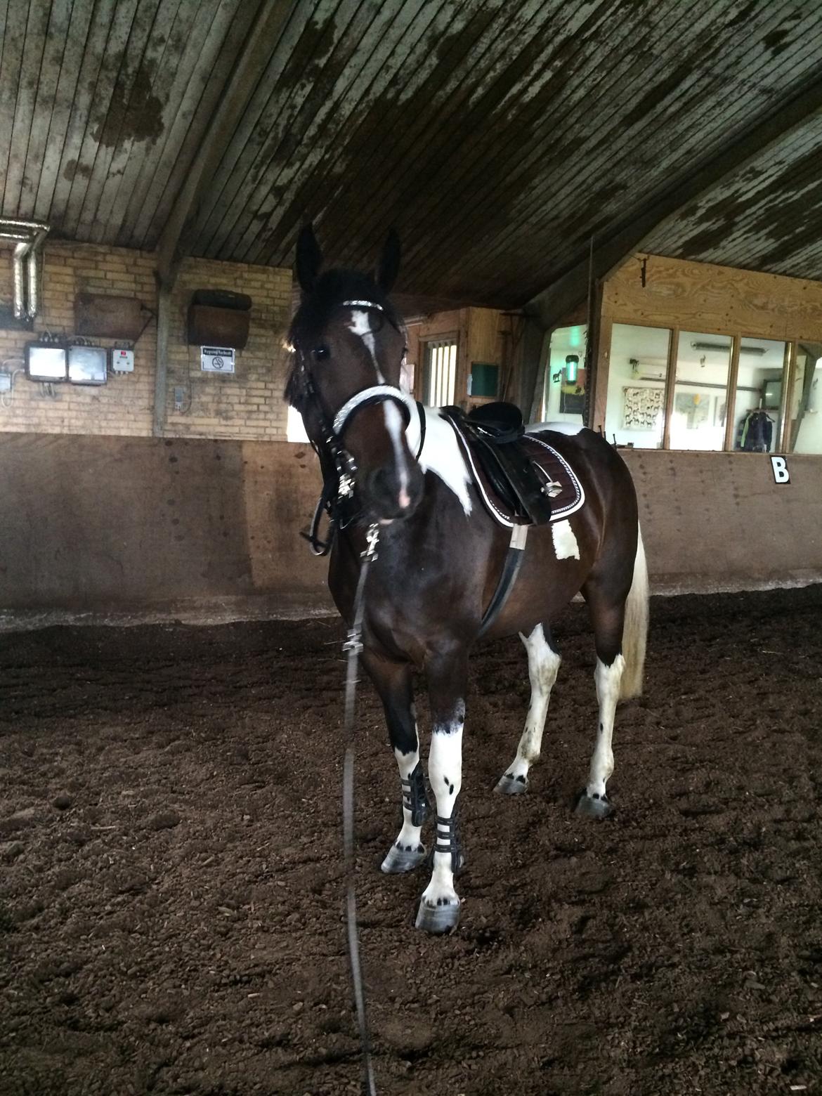 Pinto Randrupmølles jolene  billede 9