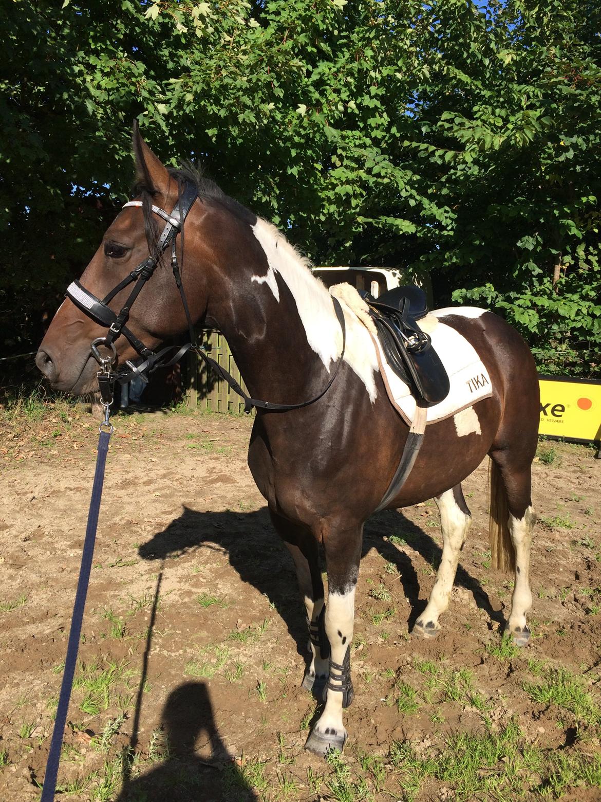 Pinto Randrupmølles jolene  billede 10