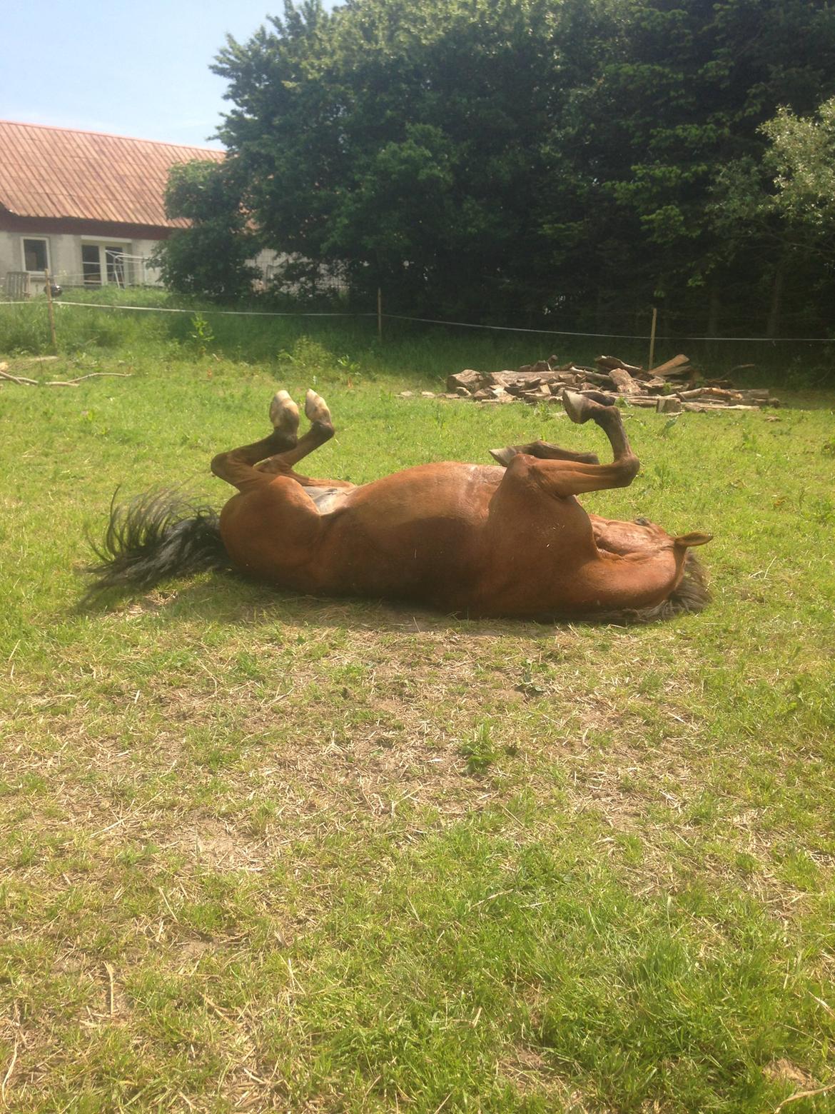 Traver Famous Skovbjerg billede 20