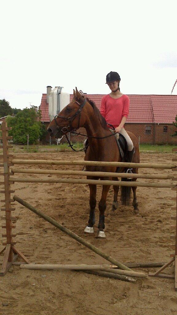 Traver Famous Skovbjerg - Sprunget 135cm idag!! :D billede 14