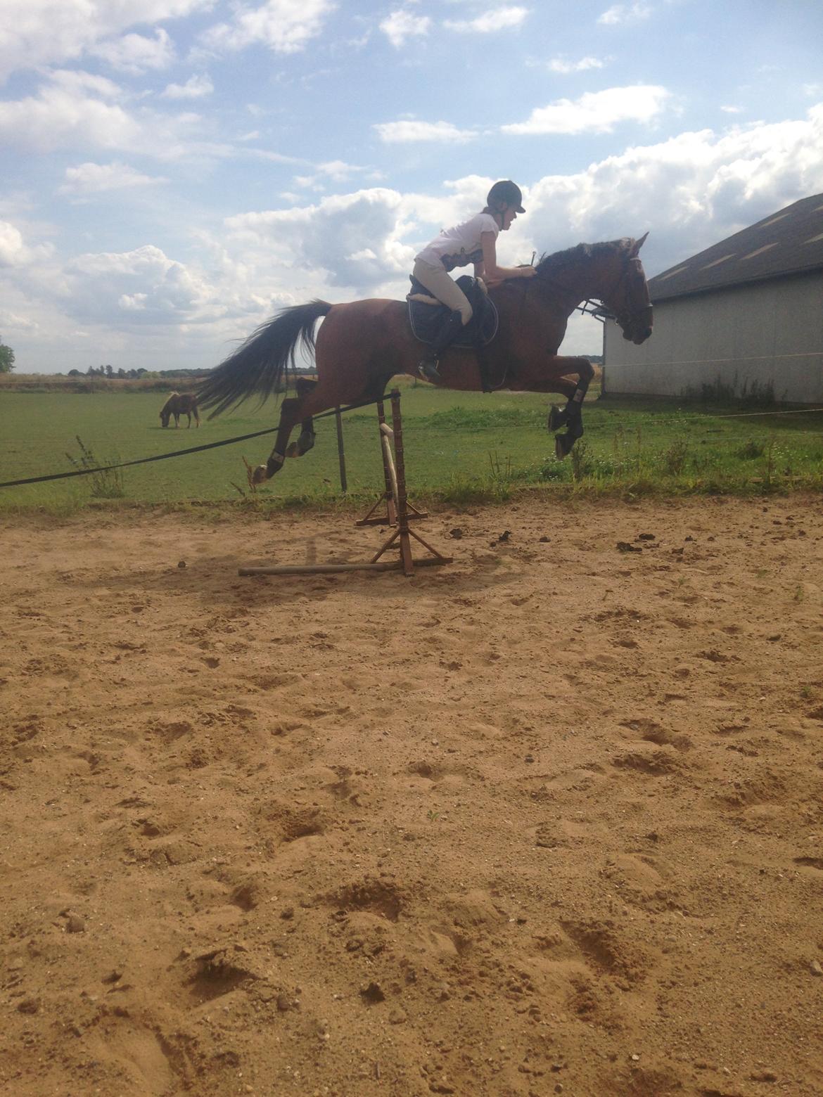 Traver Famous Skovbjerg billede 17