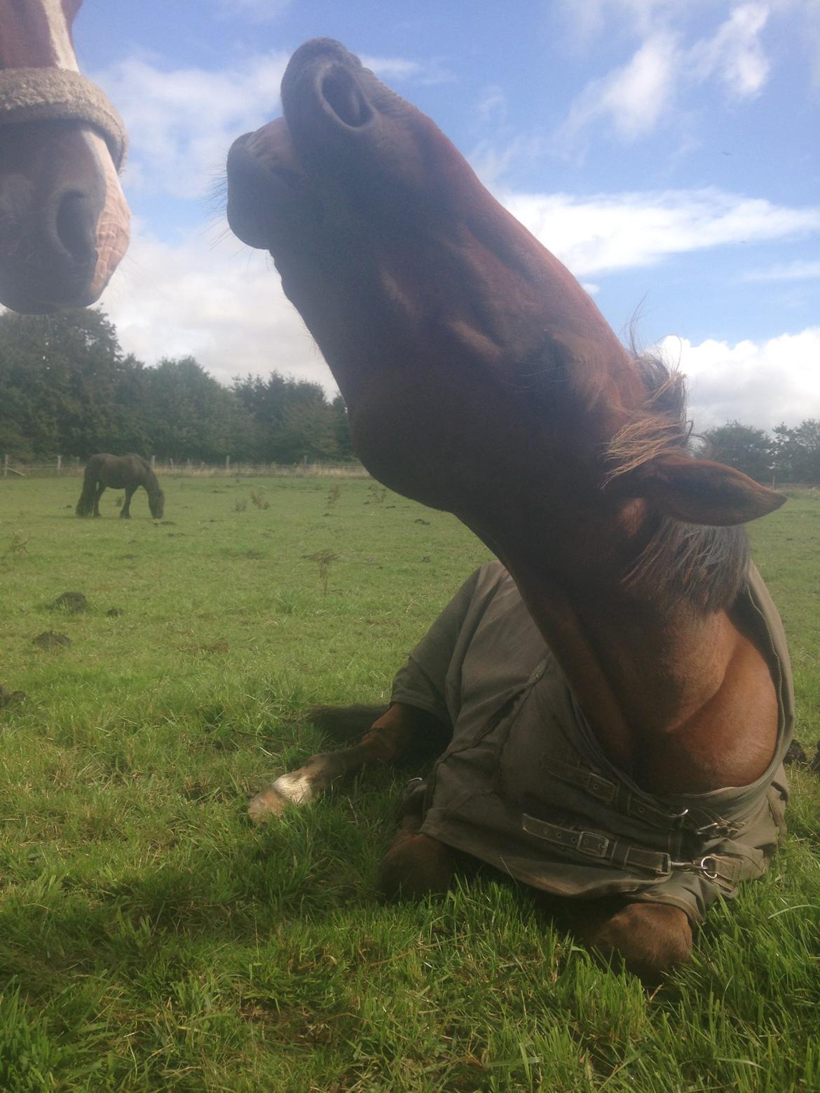 Traver Famous Skovbjerg billede 7