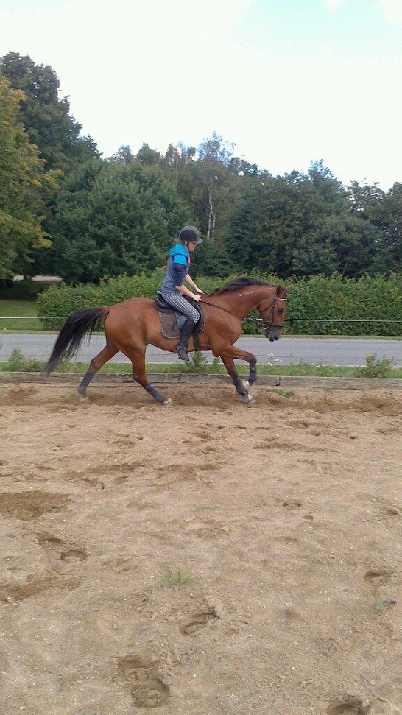 Traver Famous Skovbjerg - Begyndt at arbejde med galoppen, så dygtig! billede 13