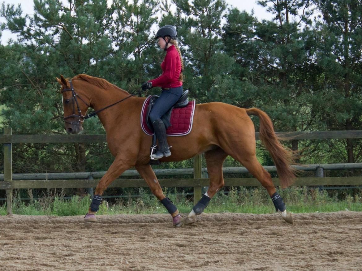 Dansk Varmblod Arion - D. 11 September  2014, Første ridetur hjemme billede 14