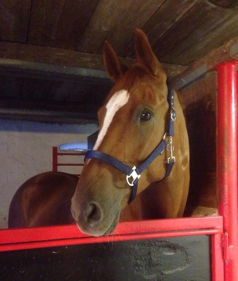 Dansk Varmblod Arion - D. 10 september 2014, lige landet i hans nye hjem billede 17