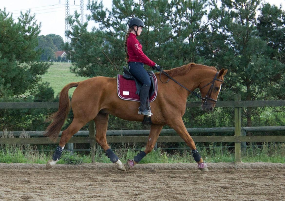 Dansk Varmblod Arion - D. 11 September  2014, Første ridetur hjemme billede 18