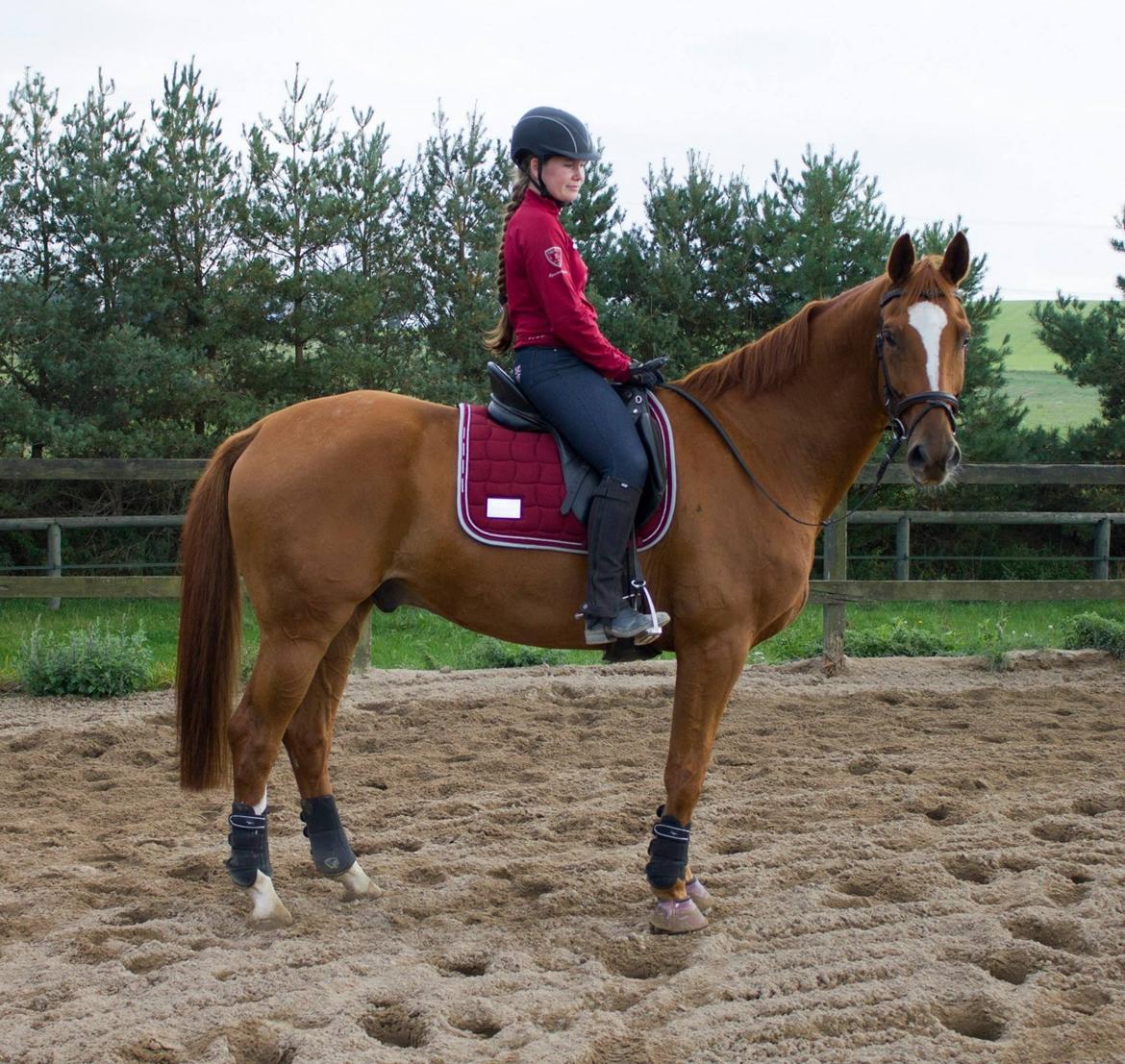 Dansk Varmblod Arion - D. 11 September  2014, Første ridetur hjemme billede 20