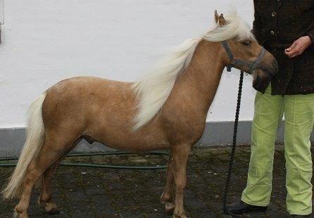 Miniature Golden Palomino Tabasco billede 4