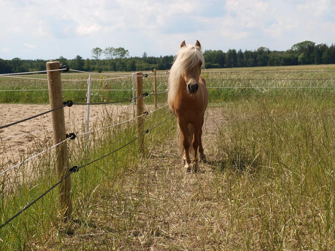 Miniature Golden Palomino Tabasco billede 2