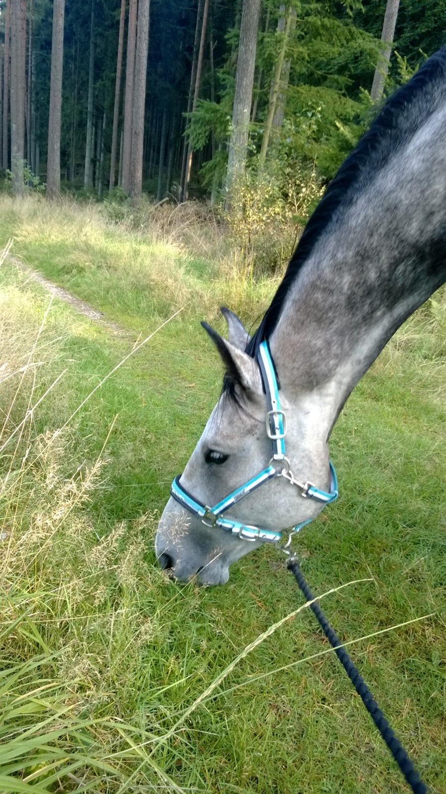 Dansk Varmblod Lotus Esprit W *SOLGT* billede 40