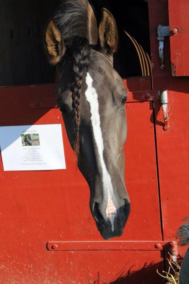 Pura Raza Española Autentica billede 16