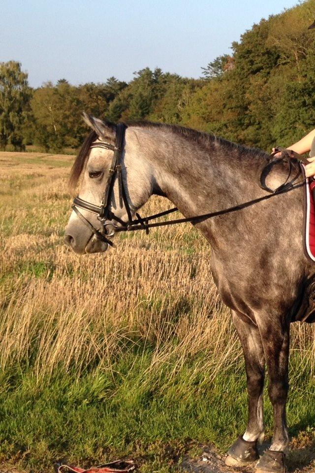 Welsh Pony (sec B) Kirkelodgaard's Milan billede 5