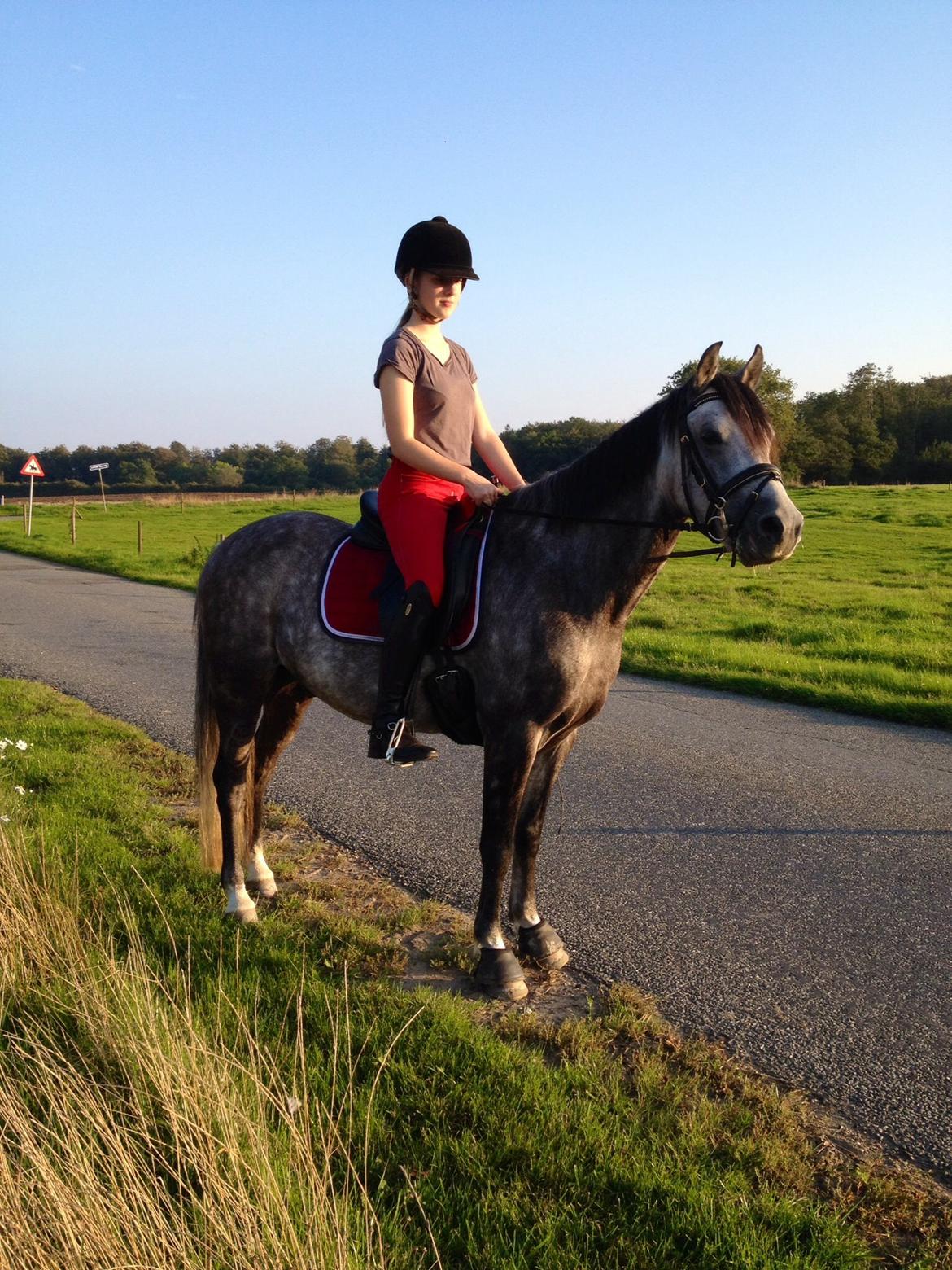 Welsh Pony (sec B) Kirkelodgaard's Milan billede 6