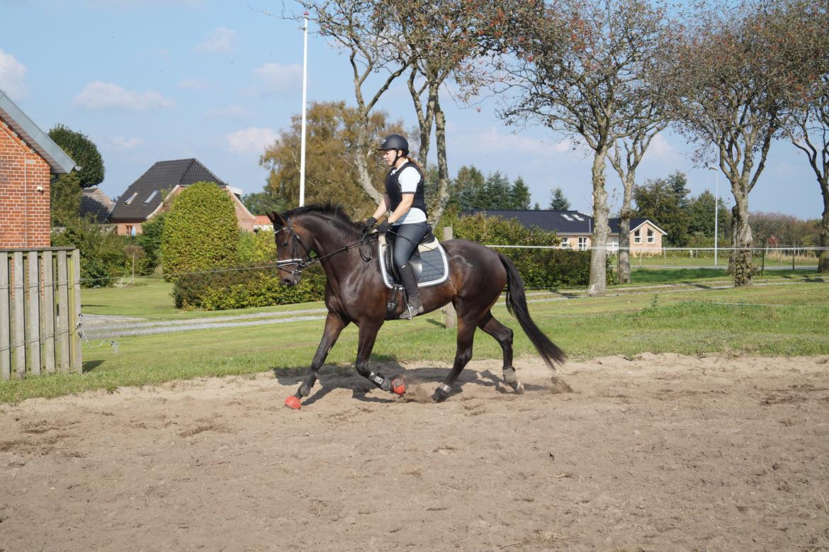 Dansk Varmblod Sherly Skovbo - solgt  billede 5