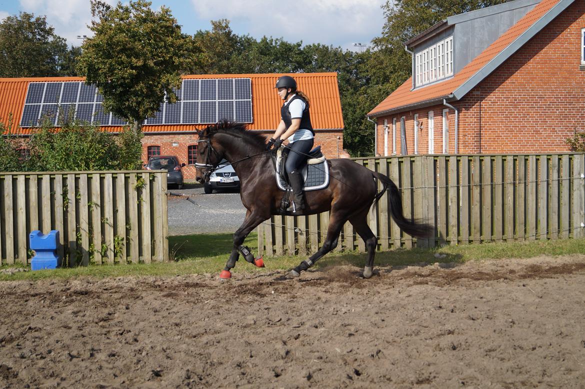 Dansk Varmblod Sherly Skovbo - solgt  billede 6
