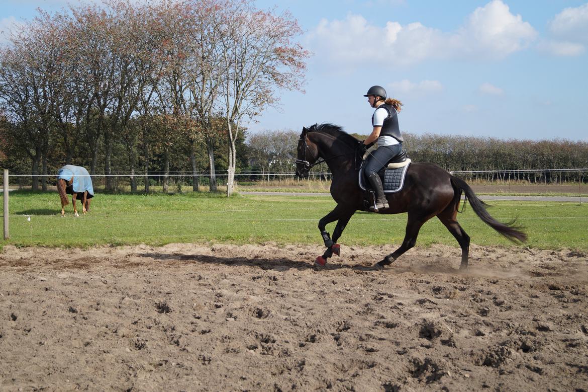 Dansk Varmblod Sherly Skovbo - solgt  billede 7
