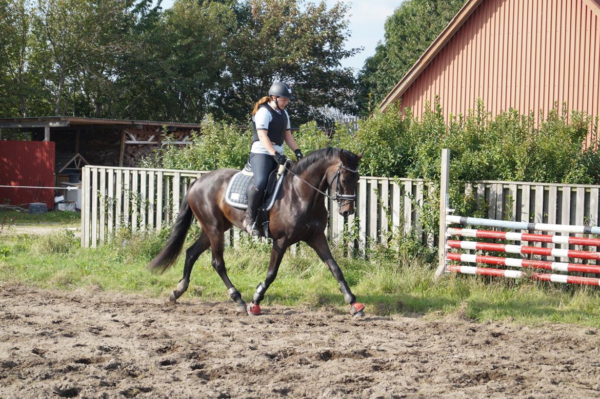 Dansk Varmblod Sherly Skovbo - solgt  billede 8