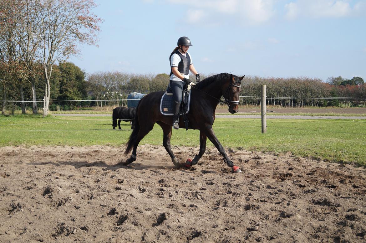 Dansk Varmblod Sherly Skovbo - solgt  billede 11
