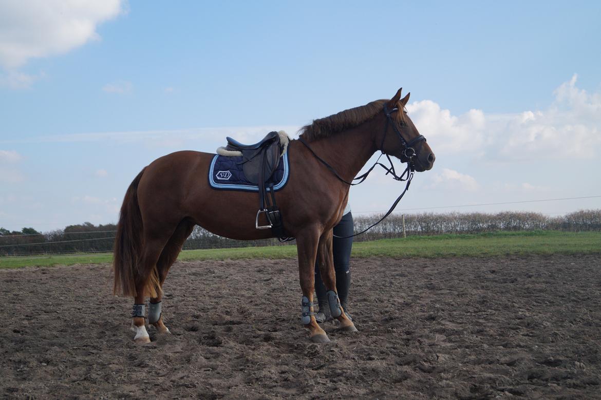 Anden særlig race Lillefix Ever uniqe solgt  billede 2