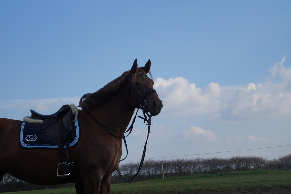 Anden særlig race Lillefix Ever uniqe solgt  billede 1