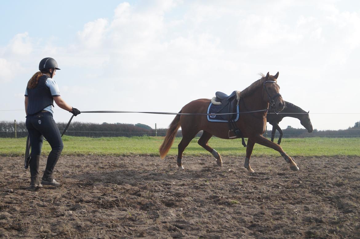 Anden særlig race Lillefix Ever uniqe solgt  billede 3
